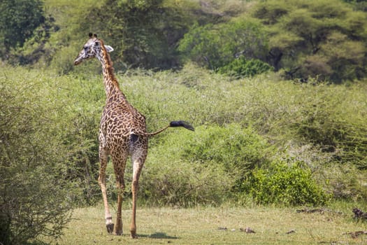 Giraffe on safari wild drive, Kenya.