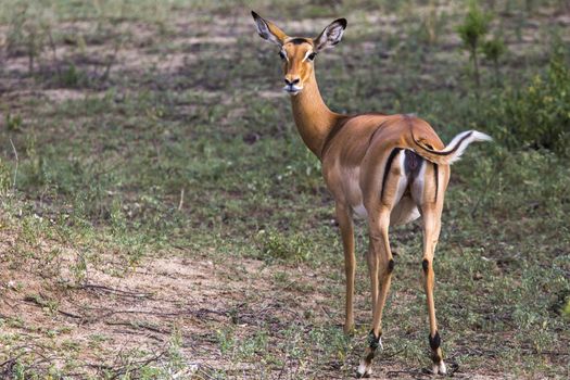 Young female impala antelope, Tarangire National Park, Tanzania