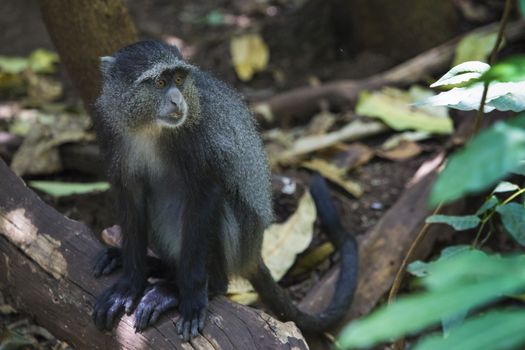 Portrait of a Blue Monkey face in Lake Manyara National Park, Tanzania