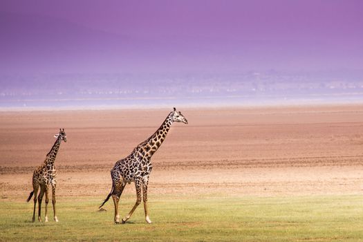 Giraffes in Lake Manyara national park, Tanzania 