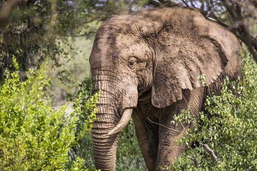 Huge African elephant bull in the Tarangire National Park, Tanzania