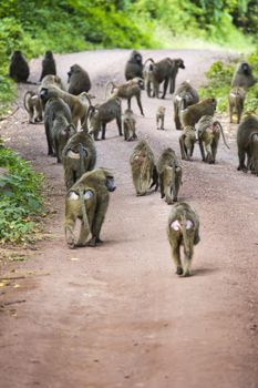 Baboon - Tarangire National Park - Wildlife Reserve in Tanzania, Africa