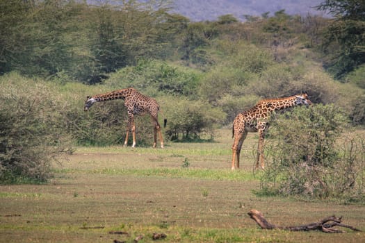 Giraffe on safari wild drive, Kenya