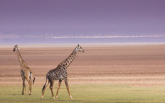 Giraffes in Lake Manyara national park, Tanzania