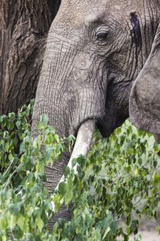 Huge African elephant bull in the Tarangire National Park, Tanzania