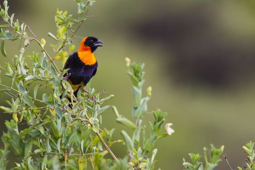 Male red bishop bird (Euplectes orix) displaying with puffed feathers, South Africa