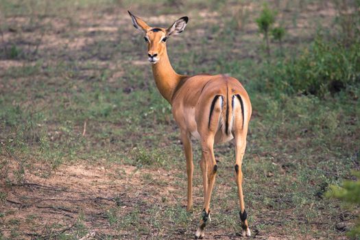 Female impala antelopes in Maasai Mara National Reserve, Kenya.