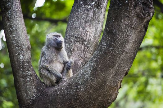 Baboon - Tarangire National Park - Wildlife Reserve in Tanzania, Africa