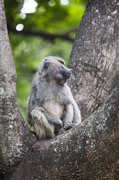 Baboon - Tarangire National Park - Wildlife Reserve in Tanzania, Africa