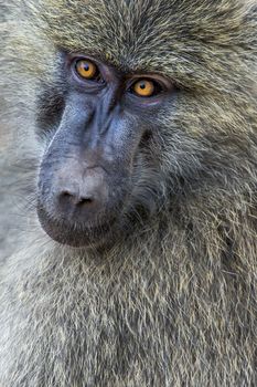 Head view of Anubus baboon in Tarangire National Park, Tanzania