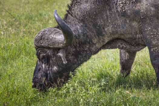 African buffalo (Syncerus caffer) on the grass. The photo was taken in Ngorongoro Crater, Tanzania