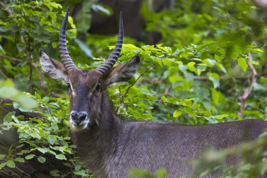 impala and gazelle in the park