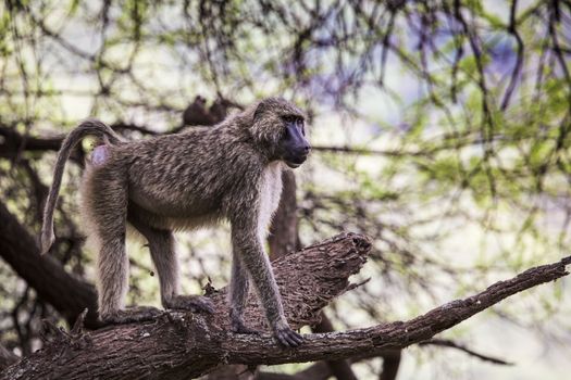 Baboon - Tarangire National Park - Wildlife Reserve in Tanzania, Africa