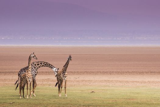 Giraffes in Lake Manyara national park, Tanzania