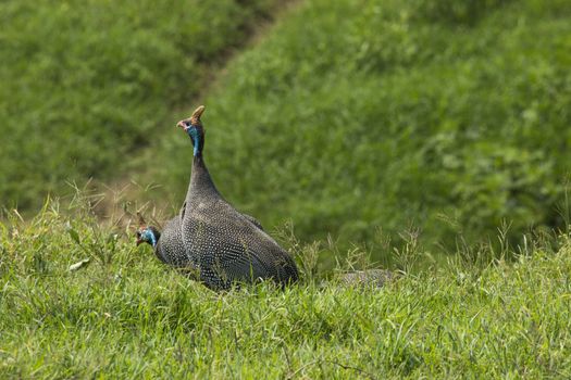 The Helmeted Guineafowl. Wild bird in Africa. Lake Manyara National Park, Tanzania