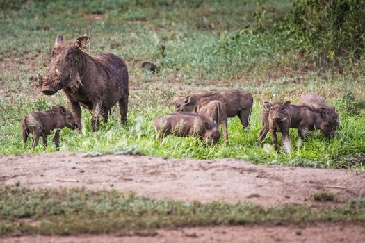 Warthogs near a water hole in Tarangire national park in Tanzania
