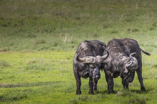 African buffalo (Syncerus caffer) on the grass. The photo was taken in Ngorongoro Crater, Tanzania