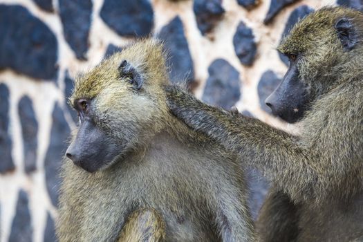 Baboon - Tarangire National Park - Wildlife Reserve in Tanzania, Africa