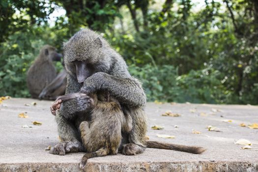 Baboon - Tarangire National Park - Wildlife Reserve in Tanzania, Africa