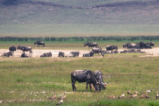 A Wildebeest mother and newly born calf, Ngorongoro Crater, Tanzania.