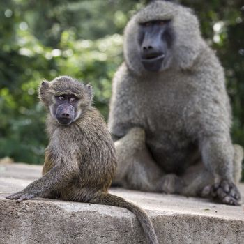 Baboon - Tarangire National Park - Wildlife Reserve in Tanzania, Africa