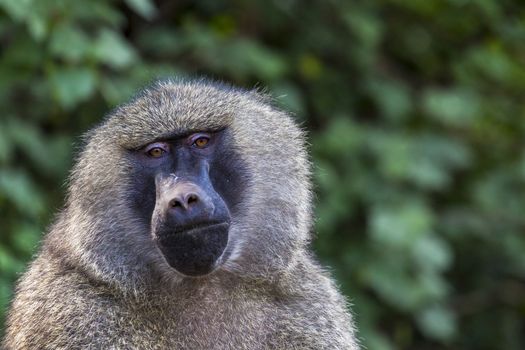 Head view of Anubus baboon in Tarangire National Park, Tanzania