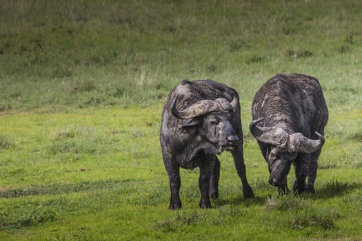 African buffalo (Syncerus caffer) on the grass. The photo was taken in Ngorongoro Crater, Tanzania