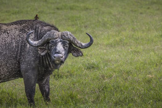 African buffalo (Syncerus caffer) on the grass. The photo was taken in Ngorongoro Crater, Tanzania