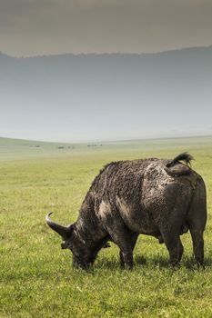 African buffalo (Syncerus caffer) on the grass. The photo was taken in Ngorongoro Crater, Tanzania