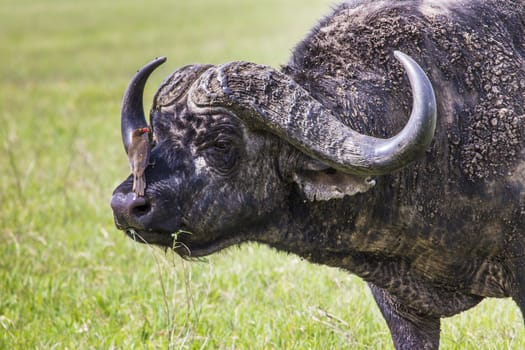 African buffalo (Syncerus caffer) on the grass. The photo was taken in Ngorongoro Crater, Tanzania