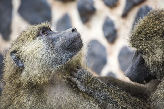 Baboon - Tarangire National Park - Wildlife Reserve in Tanzania, Africa