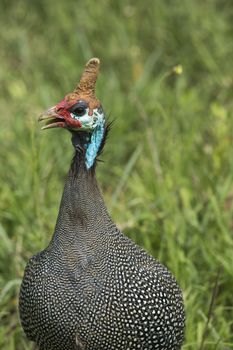 The Helmeted Guineafowl. Wild bird in Africa. Lake Manyara National Park, Tanzania