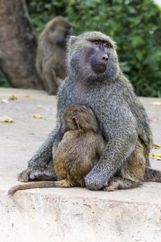 Mother and baby baboon
