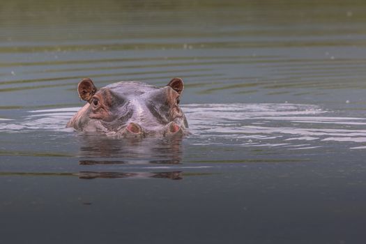 Hippopotamus in Ngorongoro Crater, Nature Reserve in Tanzania, East Africa 