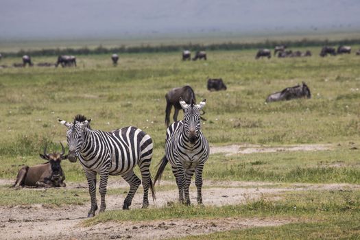 Zebra in the grass, Ngorongoro Crater, Tanzania.