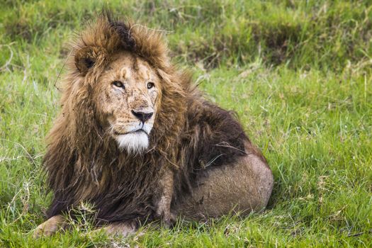 Big Lion showing his dangerous teeth in Masai Mara, Kenya.
