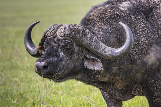 African buffalo (Syncerus caffer) on the grass. The photo was taken in Ngorongoro Crater, Tanzania