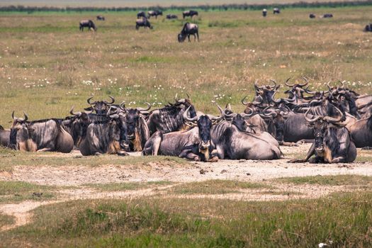 A Wildebeest mother and newly born calf, Ngorongoro Crater, Tanzania.