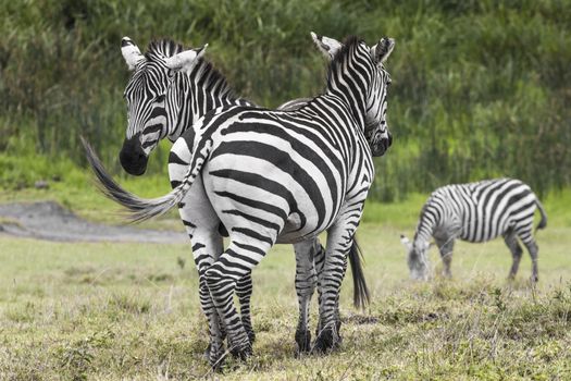 Zebras in Ngorongoro conservation area, Tanzania