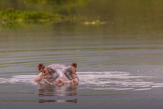 Hippos - Serengeti Wildlife Conservation Area, Safari, Tanzania, East Africa