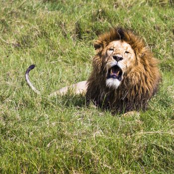 Big Lion showing his dangerous teeth in Masai Mara, Kenya.