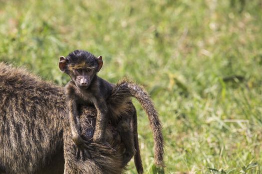 Baboon mother walking through the savannah with its baby on the back,Tarangire National Park - Wildlife Reserve in Tanzania, Africa.