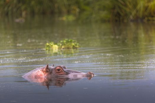 Hippos - Serengeti Wildlife Conservation Area, Safari, Tanzania, East Africa