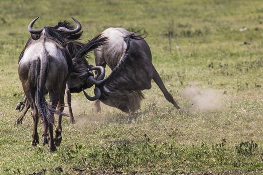 Two battling Wildebeests about to smash their heads against each other seen from a side view. 