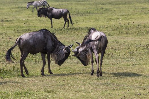 Two battling Wildebeests about to smash their heads against each other seen from a side view. 