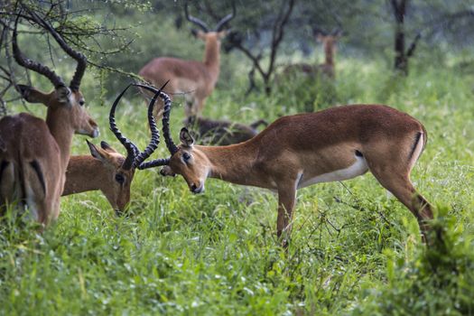 A portrait of a beautiful male impala ram.Tarangire National Park - Wildlife Reserve in Tanzania, Africa