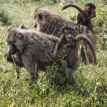 Baboon mother walking through the savannah with its baby on the back,Tarangire National Park - Wildlife Reserve in Tanzania, Africa.