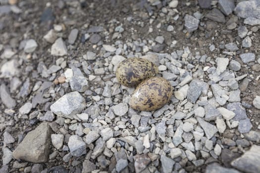 The eggs of the arctic tern on stone
