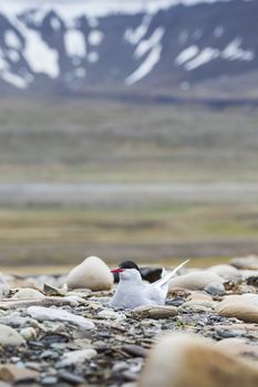 Arctic Tern standing near her nest protecting her egg from predators

