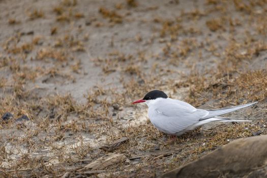 Arctic Tern standing near her nest protecting her egg from predators

